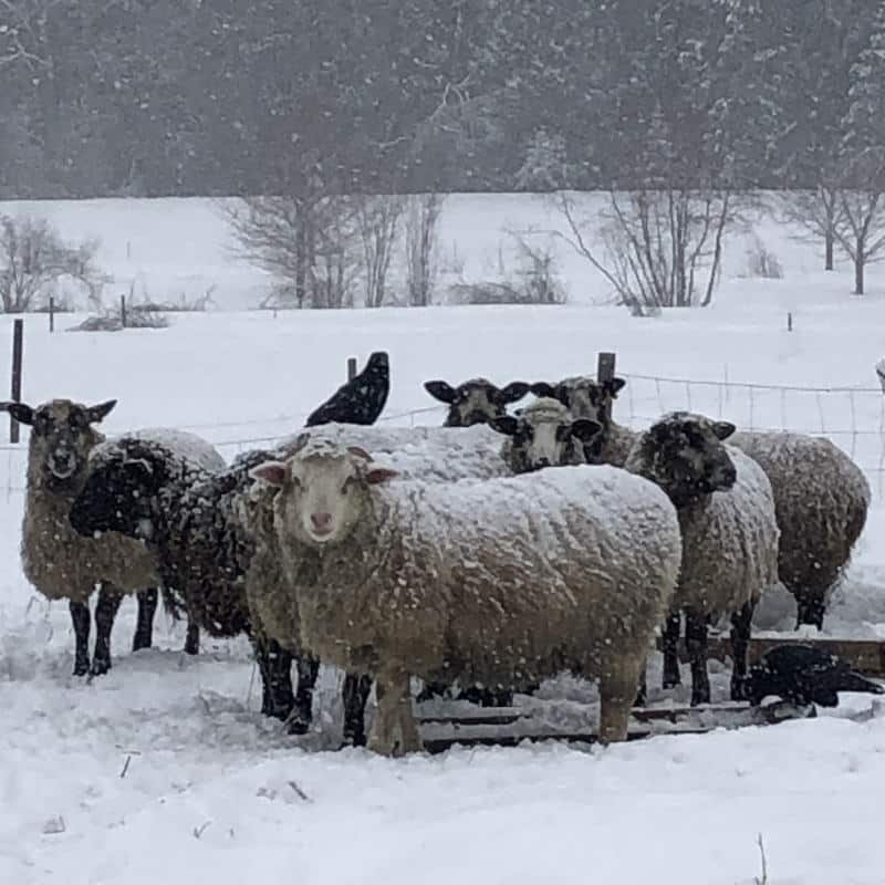 Left Fields Sheep in the snow